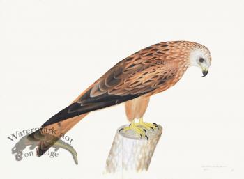 Rudbeck 012 Red Kite 30x22